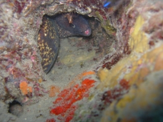  Buceo en la Casa de las Esponjas 